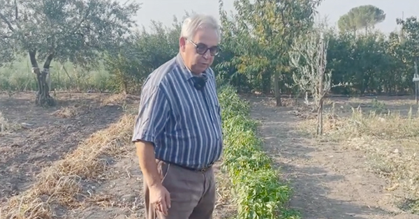 Alla scoperta dei peperoncini di&nbsp;Lucera